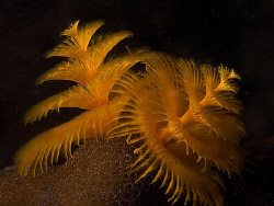 Xmas Tree Worms, East Timor. by Doug Anderson 